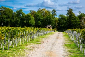 image of a winery in bordeaux France
