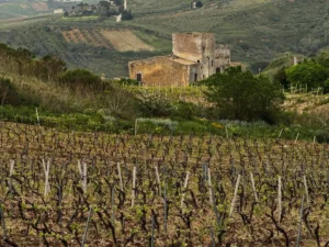 image of a winery in sicily, Italy