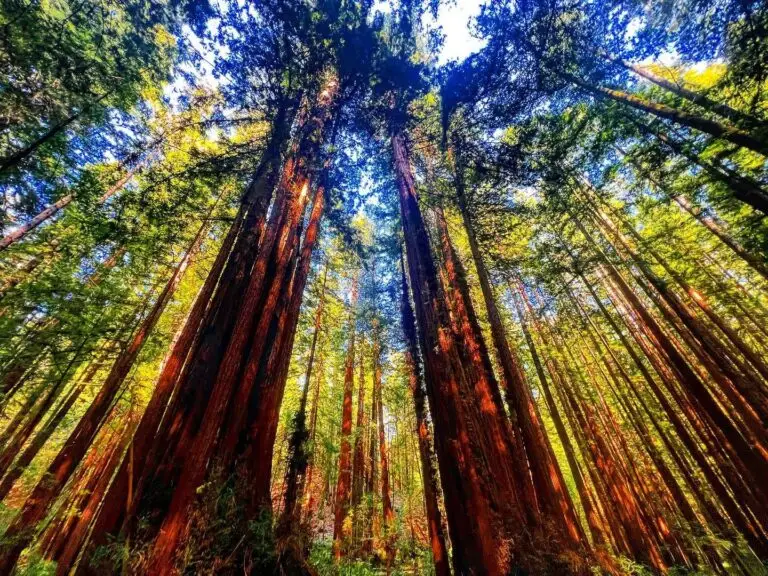 Sonoma, CA