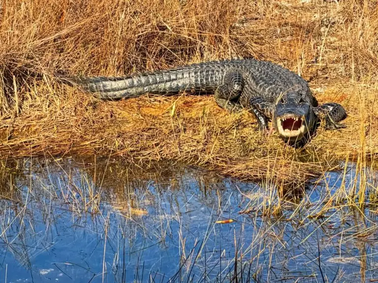 Florida Everglades