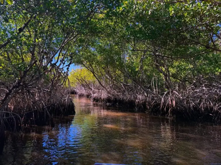 Florida Everglades